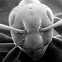 bigfoot die werameise Logo